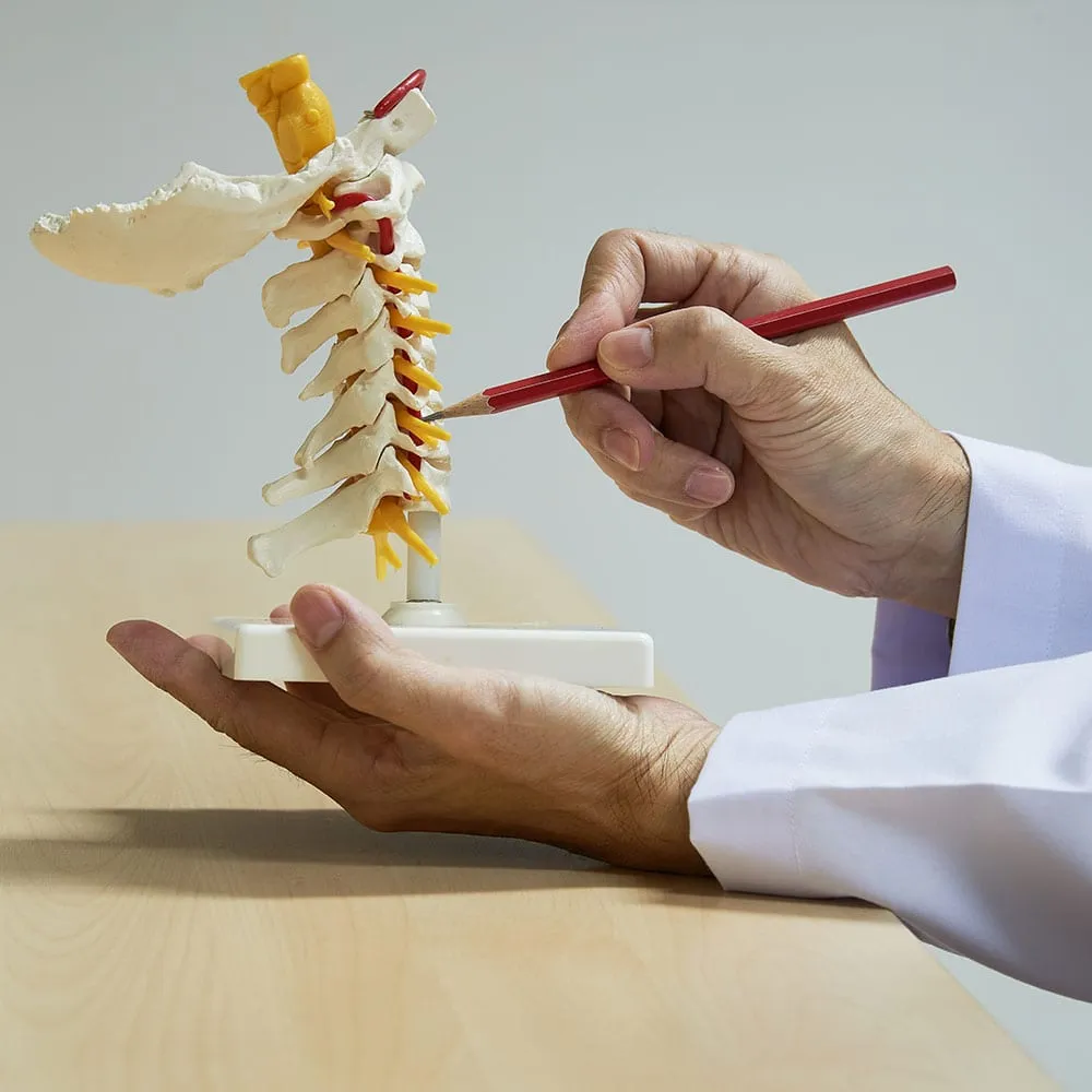 A Neurosurgeon With Medical Malpractice Insurance Holds A Model Of The Spine A Neurosurgeon With Medical Malpractice Insurance Holds A Model Of The Spine