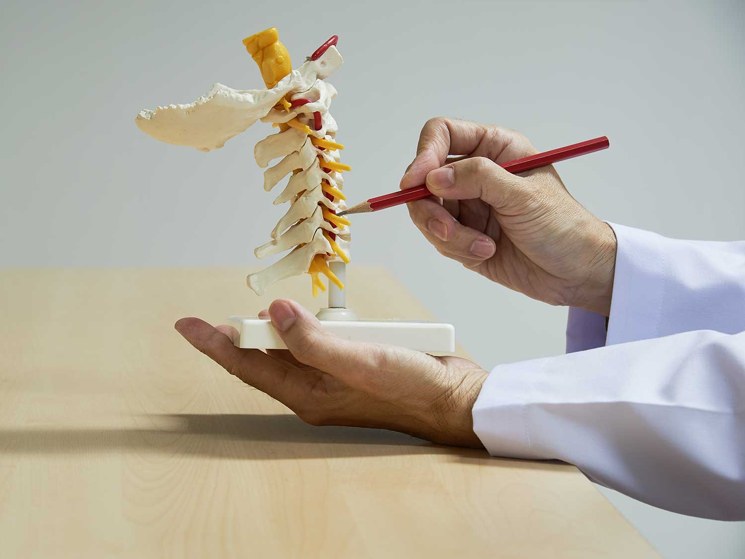 A Neurosurgeon With Medical Malpractice Coverage Pointing At A Model Of A Spine With A Pencil